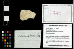 Foto (Objekt + Etikett) von Goniodromites sp.  (NHMW-GEO-2014-0194-0773)